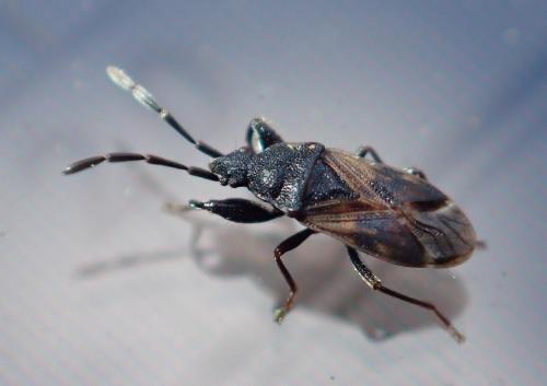 Réf. 202 963 : Taphropeltus contractus